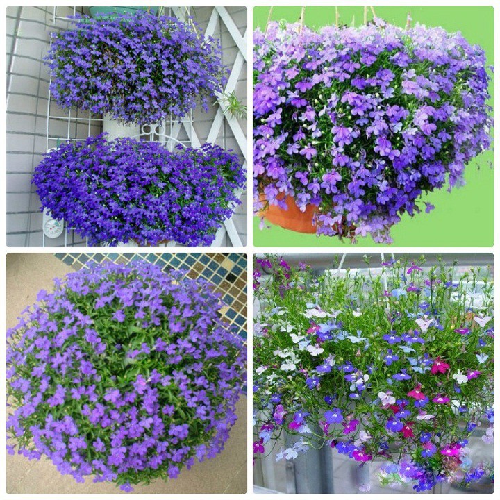Hạt giống hoa cúc lobelia nhiều màu - 1 gói 100 hạt