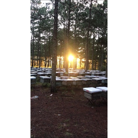 Sáp ong nguyên chất, Đặc Sản Ngon Lạ Đà Lạt