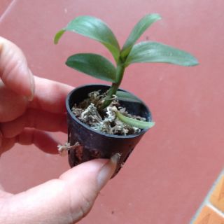 Hoa phong lan phi điệp lộc bắc gieo hạt
