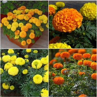 Combo 5 Gói Hạt giống hoa Cúc Vạn Thọ Mỹ  Mix màu  (Kèm kích thích hạt nảy mầm)