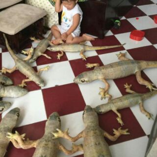 Gối thằn lằn 3D