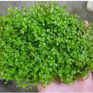 Hạt giống Thủy sinh (Cây trân châu lá nhỏ)