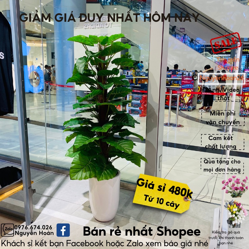 Cây trầu bà giả_Trầu bà 1,6m 63 lá thân bọc lá dừa khô giống thật 100%, phù hợp trang trí không gian nhà cửa, spa...