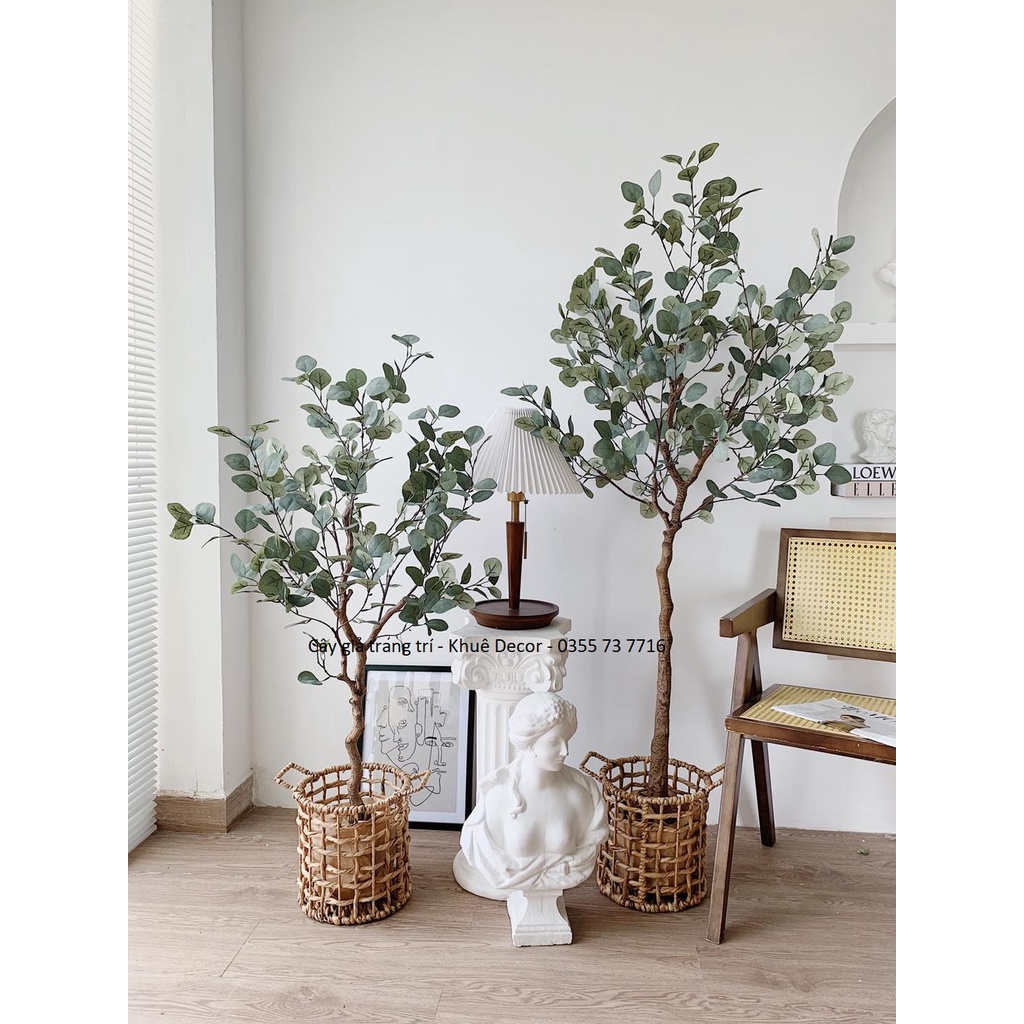 Cây Bạch đàn giả cao 1m7 - Hàng cao cấp