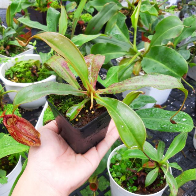 Cây nắp ấm N. viking x hook