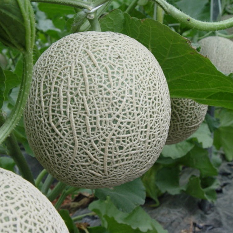 Hạt giống Dưa lưới F1