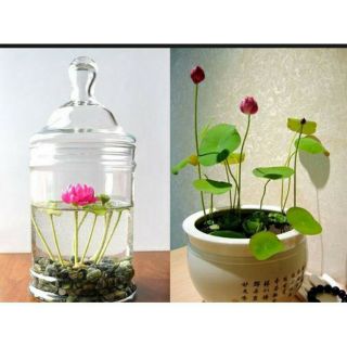 Bùn trồng sen mini