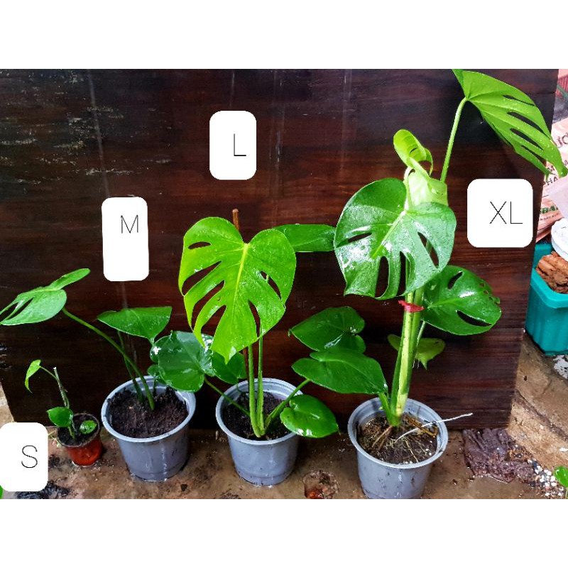 Trầu bà Monstera (trầu bà lá xẻ)