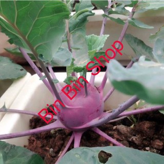 HẠT GIỐNG RAU SU HÀO TÍM