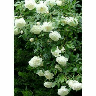 Hoa hồng Bạch Ho trưởng thành (cây nguyên bản)