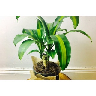 Cây phát tài khúc, cây thiết mộc lan - size mini, rễ trần