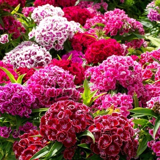 #Hạt_Giống_Cẩm_Chướng_Chùm_Mix ( Mua 3 gói tặng 1 gói )