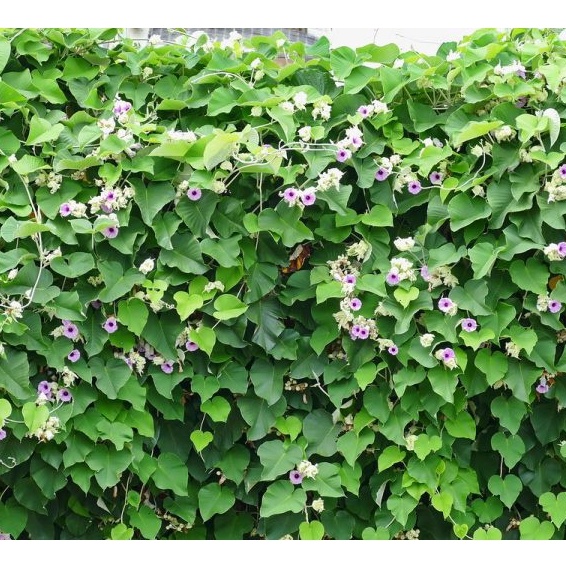 HẠT GIỐNG CÂY TRÂM BẦU (BẠC THAU) DÂY LEO SIÊU HOA F1 15 HẠT GIỐNG