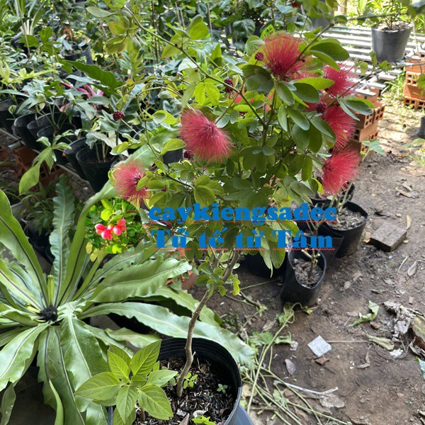 Caykiengsadec - Cây Điệp Lào - tặng phân bón-hoa kiểng lá-trang trí nội thất cảnh quan sân vườn ngoài trời
