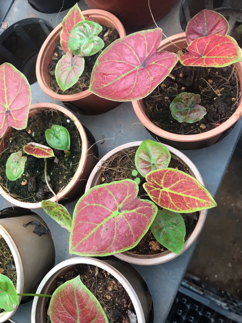 Chậu cứng môn đỏ - Caladium spring fling