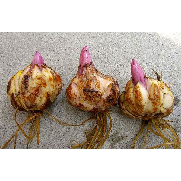 Combo 2 Củ hoa ly  size teen củ khỏe hoa nhanh