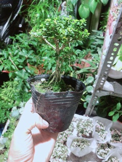 Cây Sam Hương (cao 12cm,ngang 7cm)