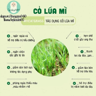 Bột cỏ lúa mì dalahouse - nguyên chất 100% date 2021