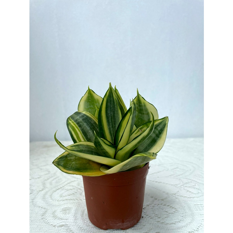 Cây lưỡi hổ thái mini để bàn kèm Chậu gốm tráng men, giao hoả tốc HCM - Sindecor