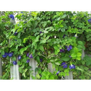 Hạt Giống Hoa Đậu Biếc Gói 2gr