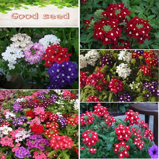 ❤Hạt Giống Hoa Vân Anh Mix❤ Dễ Trồng Trồng Được Quanh Năm