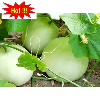 Hạt giống Dưa Lê Siêu Ngọt 10 hạt
