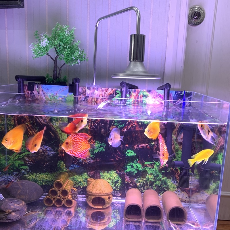 Đèn Led Đĩa Xima 20w Ánh Sáng RGB cho Bể Thủy Sinh Và Bán Cạn