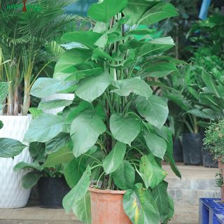 Cây Trầu Bà Trụ