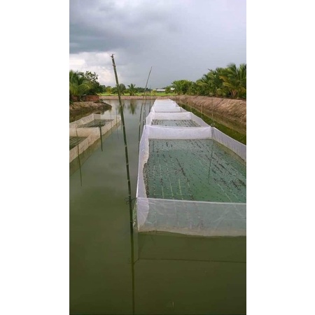 TRÁNG , VÈO NUÔI ỐC NHỒI BƯU ĐEN 5X2X1