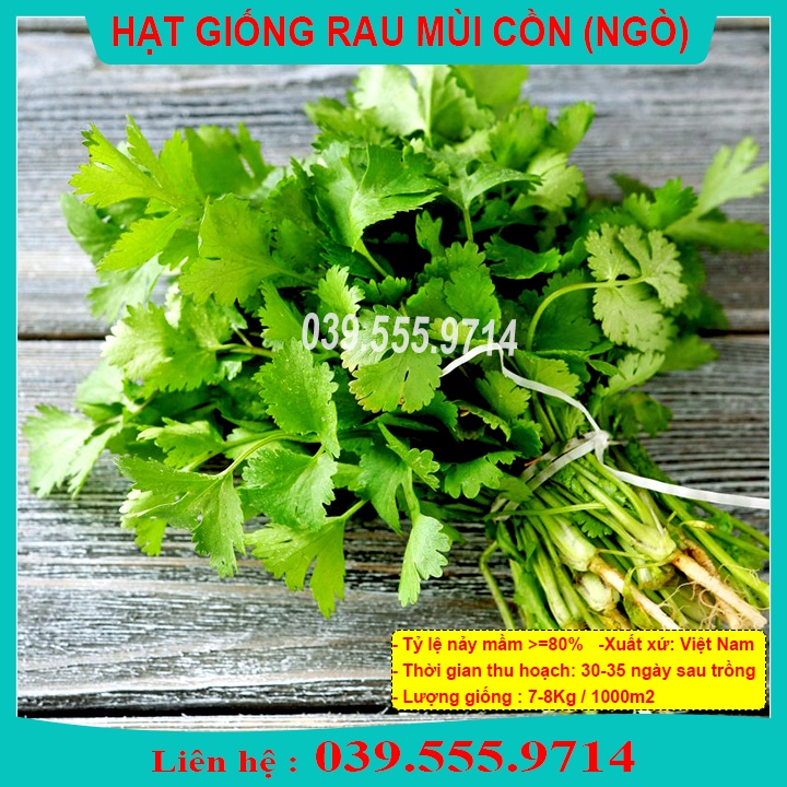 HẠT GIỐNG RAU MÙI  GÓI 20GRAM, DỄ TRỒNG NHANH ĂN