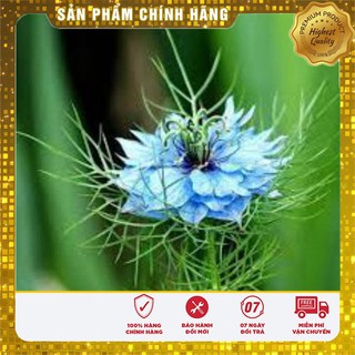 Hạt Giống Hoa Bảo Thạch Ba Tư ( 100 hạt)