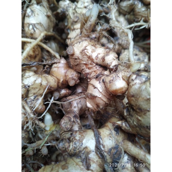 Củ gừng gió tươi 1 ký