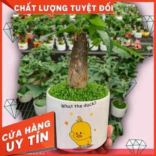CÂY KIM NGÂN chậu SỨ + lót cỏ may mắn - Cây cảnh đẹp phong thủy để bàn Free ship toàn quốc