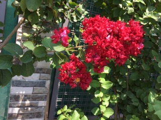 Cây hoa tường Vy cao 1,6 m