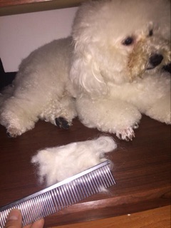 Lược chải lông Inox cho thú cưng🐶