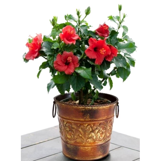 Hạt Giống Hoa Dâm Bụt Lùn Mix Màu - Gói 10 Hạt KNS2223