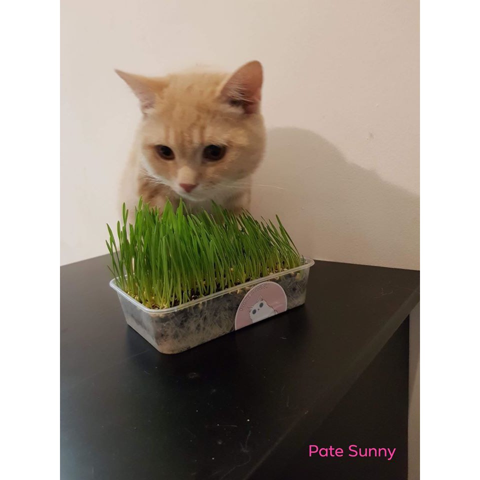 Cỏ lúa mạch tươi trị búi lông hỗ trợ tiêu hóa cho chó mèo