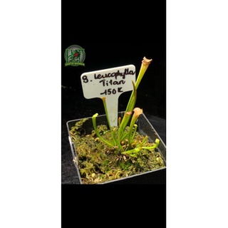 Cây Bắt Mồi-Cây Hố Bẫy-Sarracenia Leucophylla titan tại Hắc Tê Exotic Garden