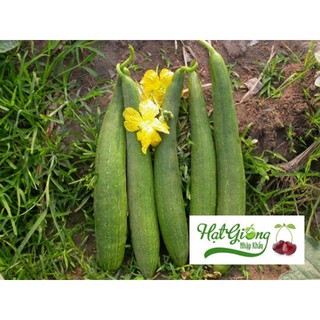 Gói 10 hạt giống mướp hương sai quả LINH NGOC
