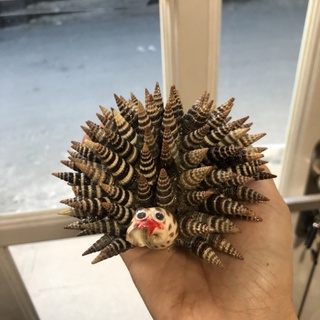 Nhím làm từ vỏ ốc cỡ 11cm