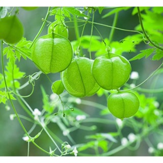 Cây xoan leo- tắm cho trẻ 500g tươi