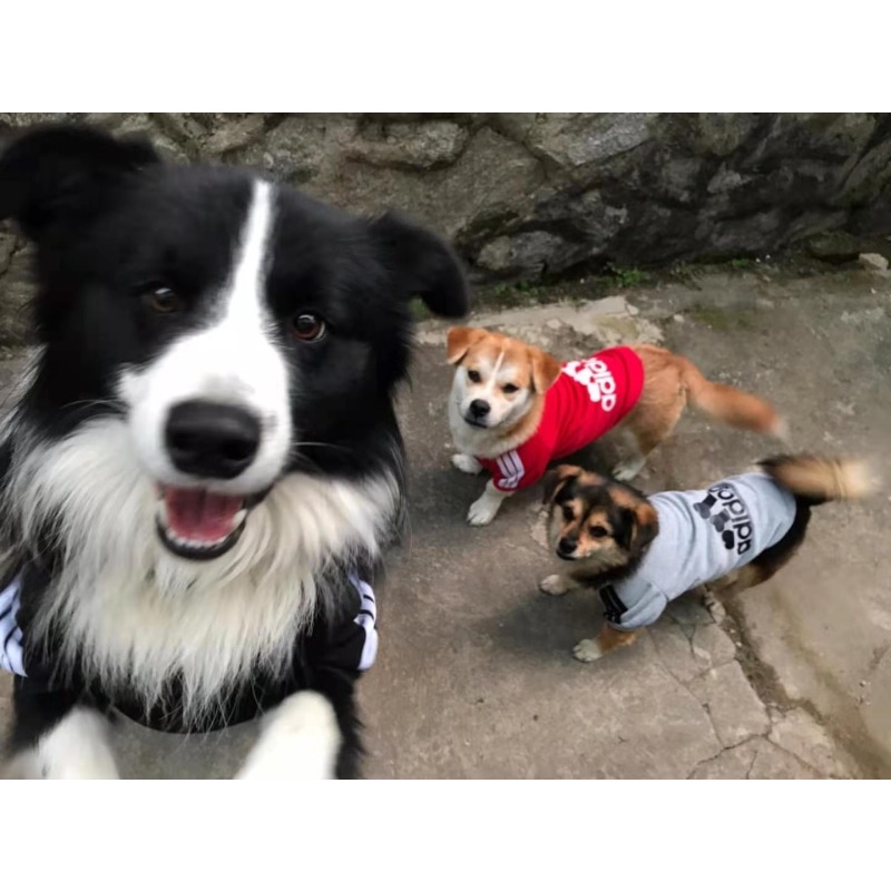 Áo sweater kiểu dáng dễ thương dành cho thú cưng áo chó mùa đông