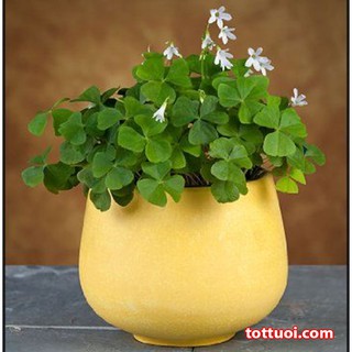 Hạt Giống Cỏ 3 lá, cỏ 4 lá