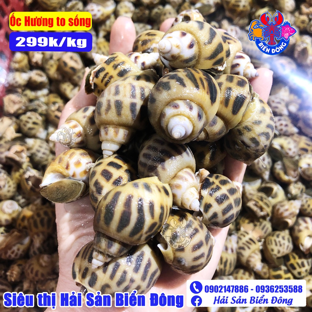 ỐC HƯƠNG TO đang bơi loại 100 con/kg, sản phẩm của Hải Sản Biển Đông ở Hà Nội