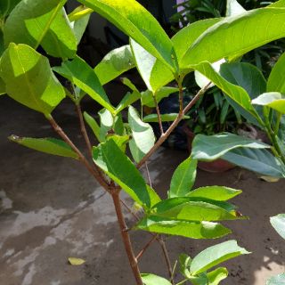 Cây mận An Phước,