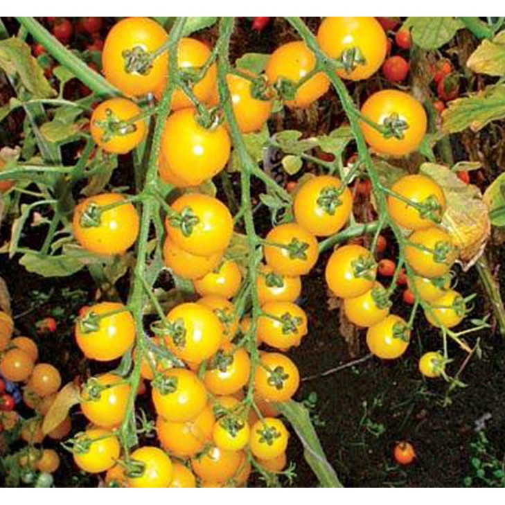 Hạt giống Cà chua bi cây cao quả tròn Vàng