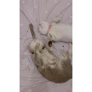 Cỏ Mèo Khô CATNIP ❤️