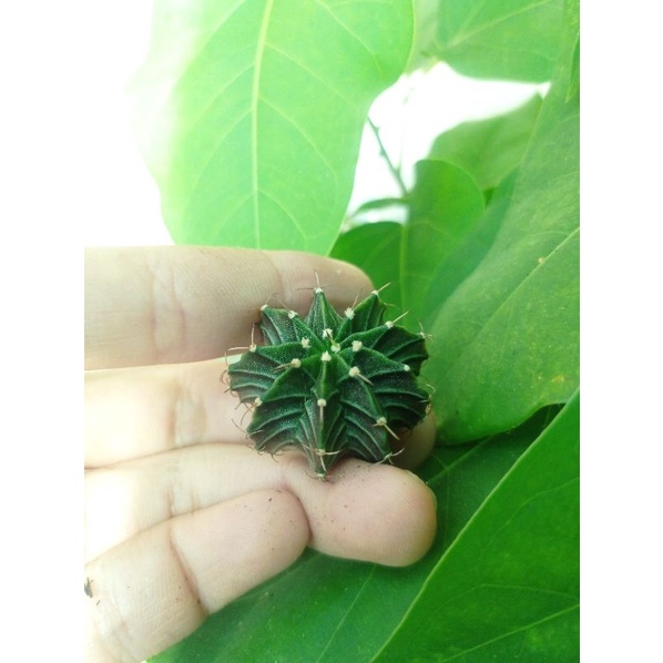Xương rồng gym LB hydrid, size từ 2cm - 3cm, vân múi sắc nét.