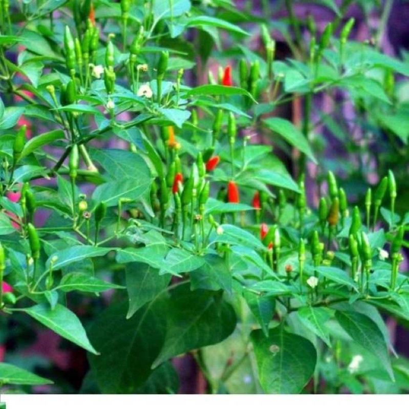 Hạt giống ớt xiêm xanh siêu quả F1
