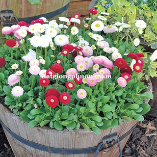 HẠT GIỐNG HOA CÚC ANH TRÒN LÙN 15 CM